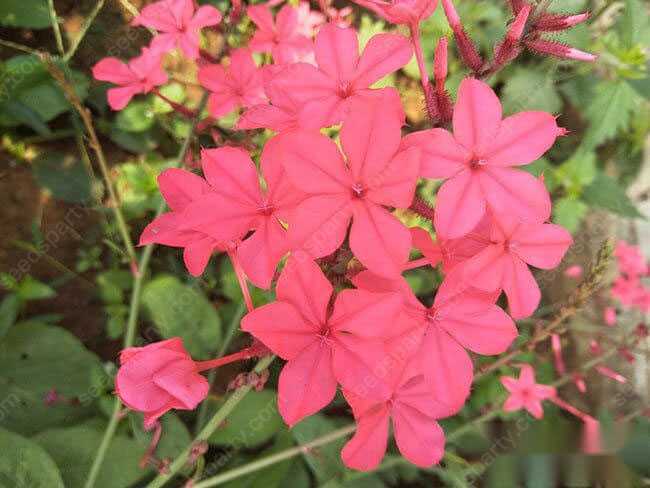 🚀Extremely discounts🌱Blue Plumbago Seeds Easy to Grow with an Extended Bloom Period
