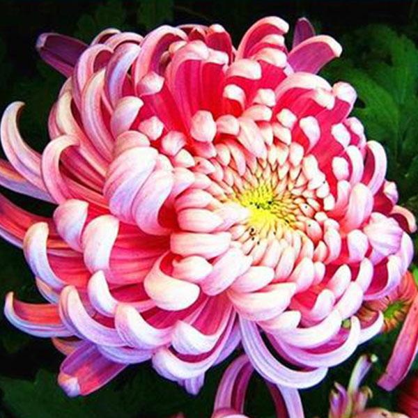 Sweet Pink Helichrysum Strawflower Seeds-chloriseeds