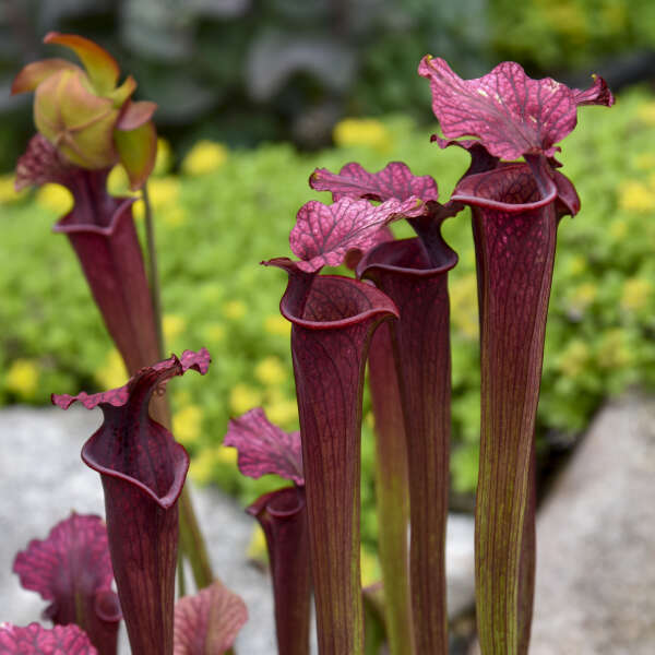 Carnivorous Plants Seeds