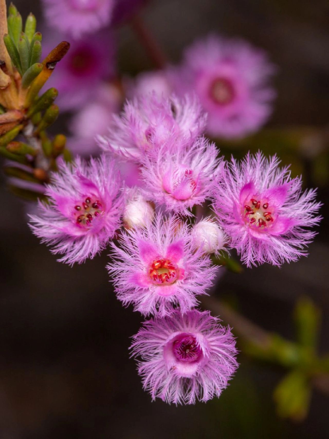 Verticordia Picta flowers-Feather Flower