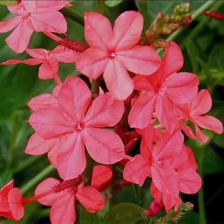 🚀Extremely discounts🌱Blue Plumbago Seeds Easy to Grow with an Extended Bloom Period