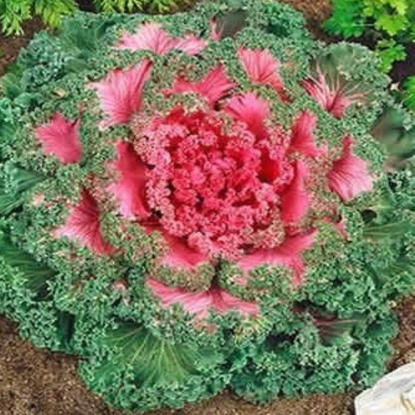 Pink Collard Vegetable Seeds-chloriseeds
