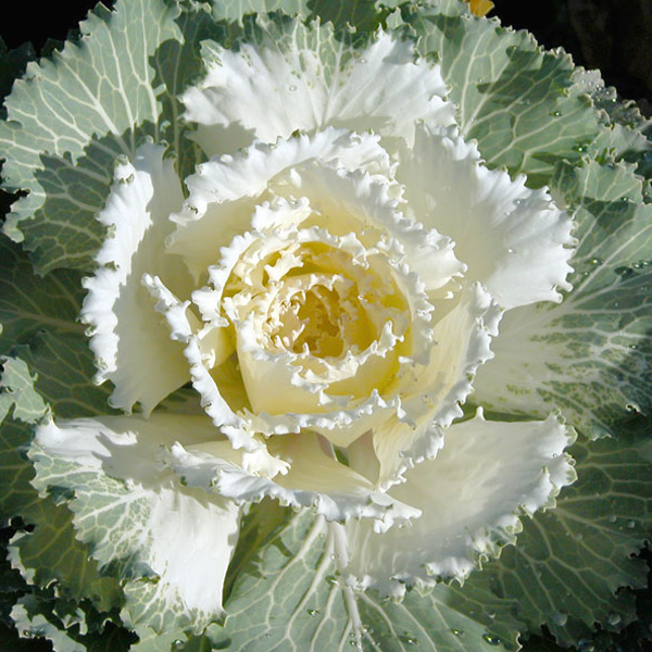 Cream White Collard Vegetable Seeds-chloriseeds