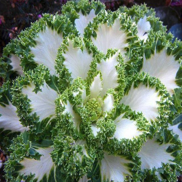 White-Green Collard Vegetable Seeds-chloriseeds