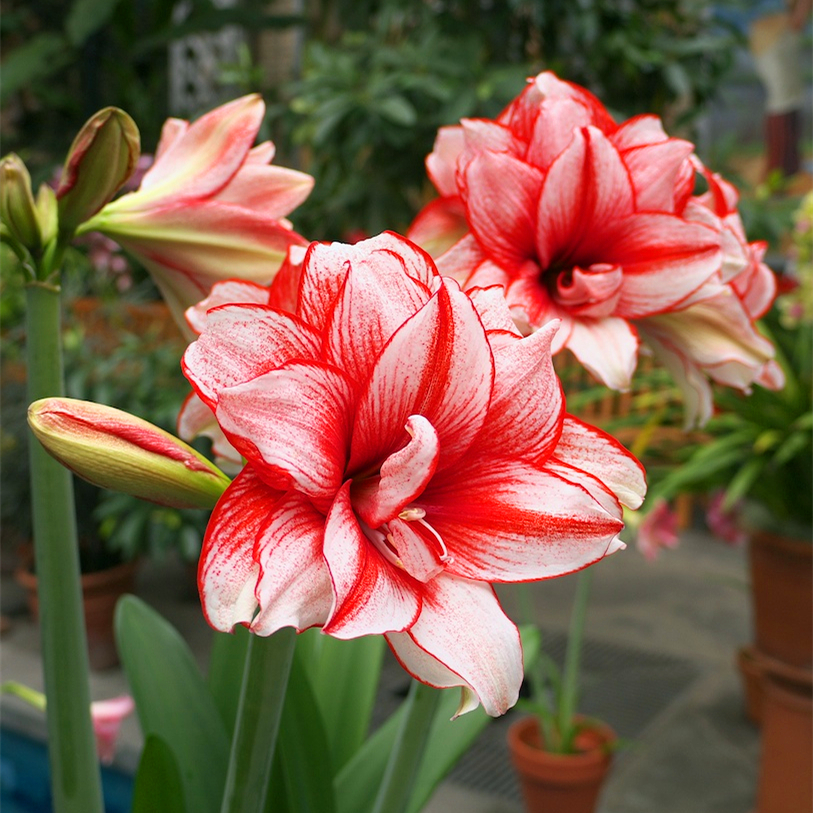 Amaryllis Bulbs