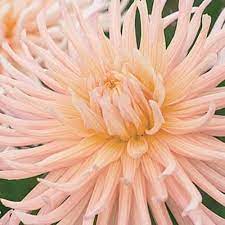 APRICOT STAR-chloriseeds