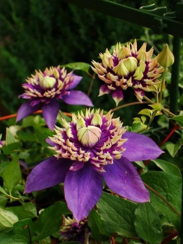 Clematis Taiga Flower Seeds