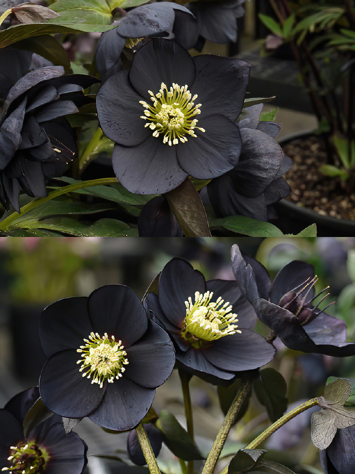Black Helleborus - Christmas Rose
