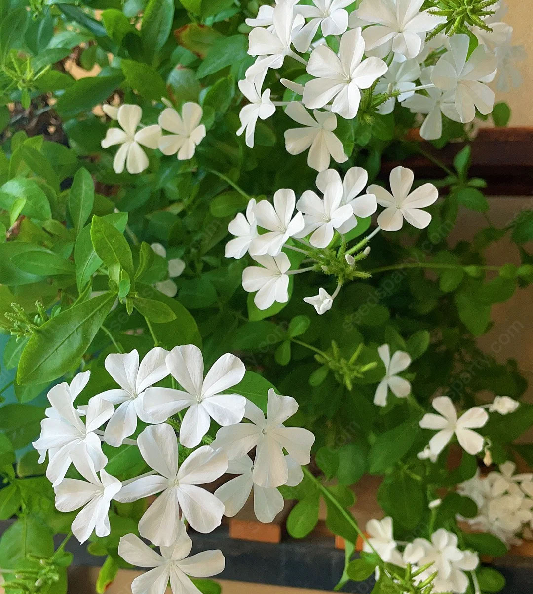 🚀Extremely discounts🌱Blue Plumbago Seeds Easy to Grow with an Extended Bloom Period