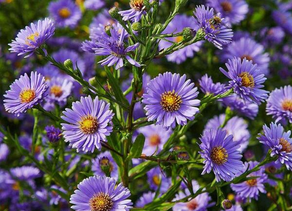 🌻Purple Daisies：Amethyst Gem