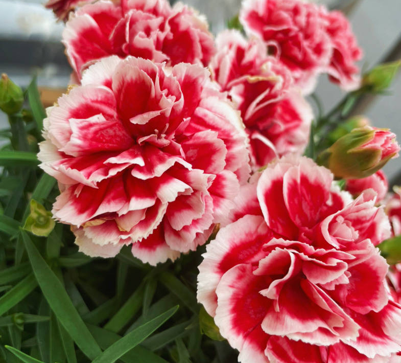 Dianthus Caryophyllus Seeds