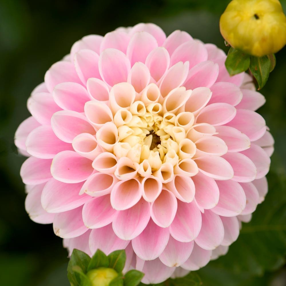 Dahlia ‘Wizzard of Oz’ Seeds