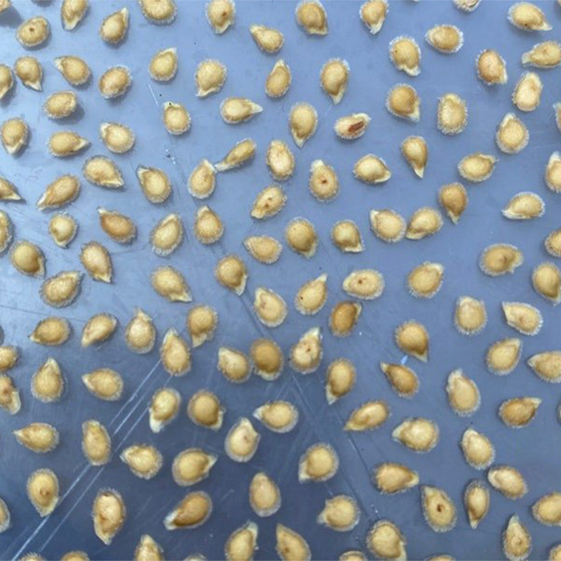 CRUSHED HEART Tomato - Organic Heirloom Seeds-chloriseeds