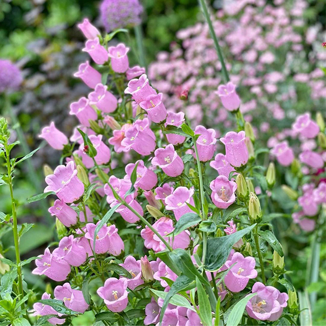 Bellflower Seeds/Canterbury Bells Seeds