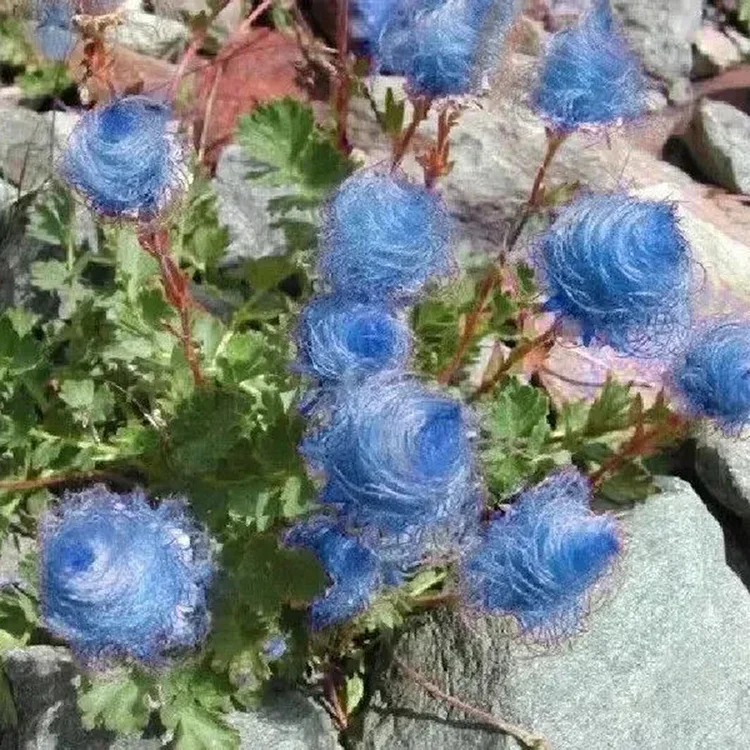 Rare Prairie Smoke Flower Seeds