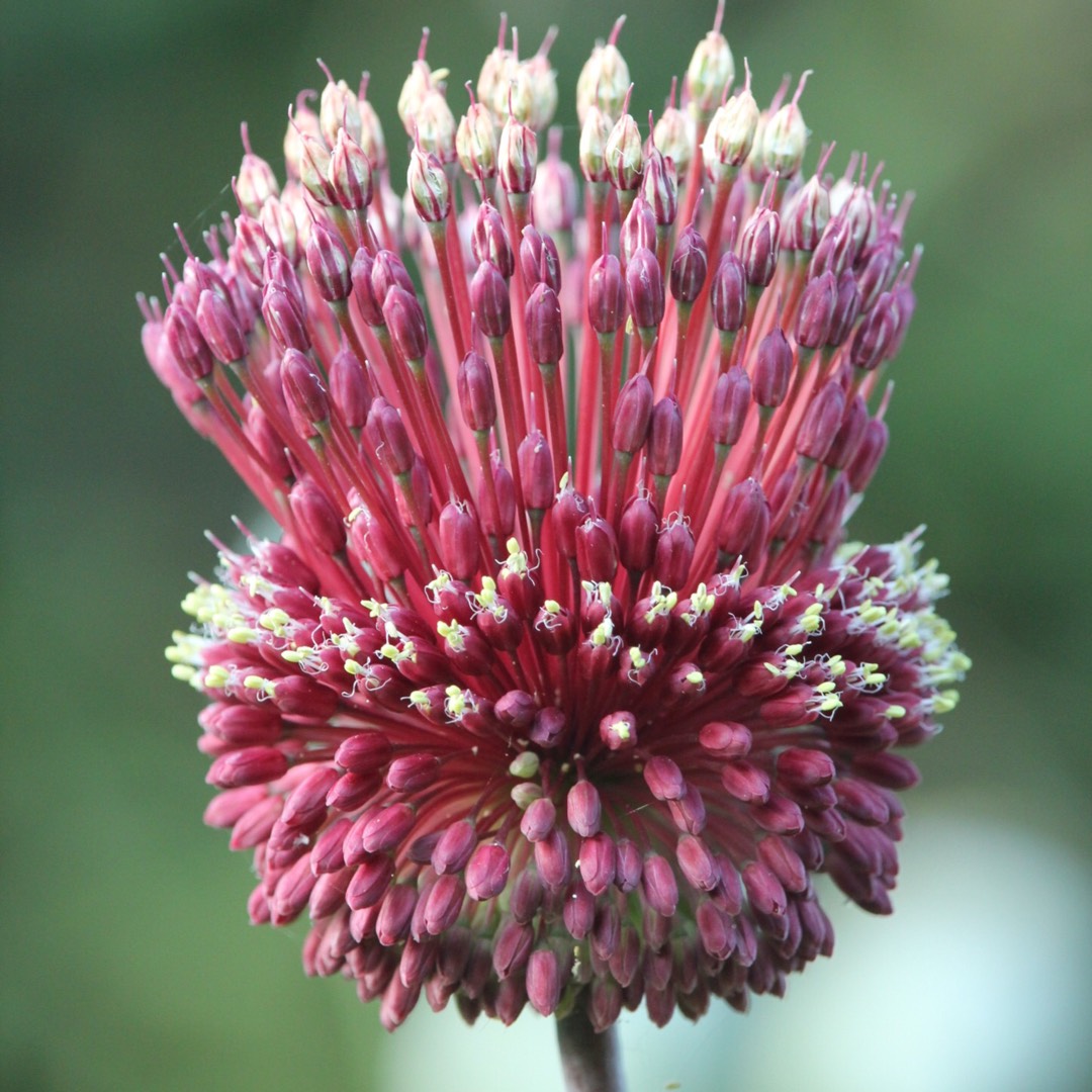 Allium Red Mohican