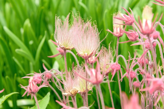 Rare Prairie Smoke Flower Seeds