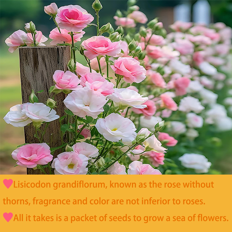 Multicolor Lisianthus(Eustoma grandiflorum) - 200 seeds