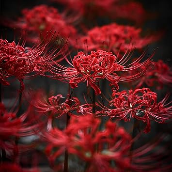 Rare Spider Lily Bulbs  2/5 pcs-chloriseeds
