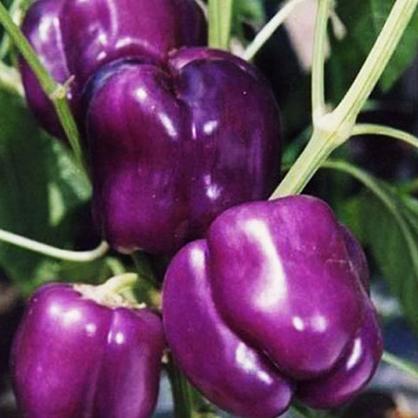 Dark Purple Hot Pepper Seeds-chloriseeds