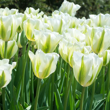 🌷 Classic Tulip Bulbs