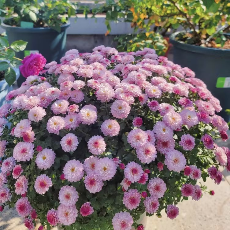 Perennial Mixed Color Candy Chrysanthemum Seeds