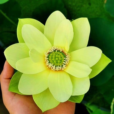 🔥[7 days germination]💐The Sacred Bonsai Bowl Lotus Flower