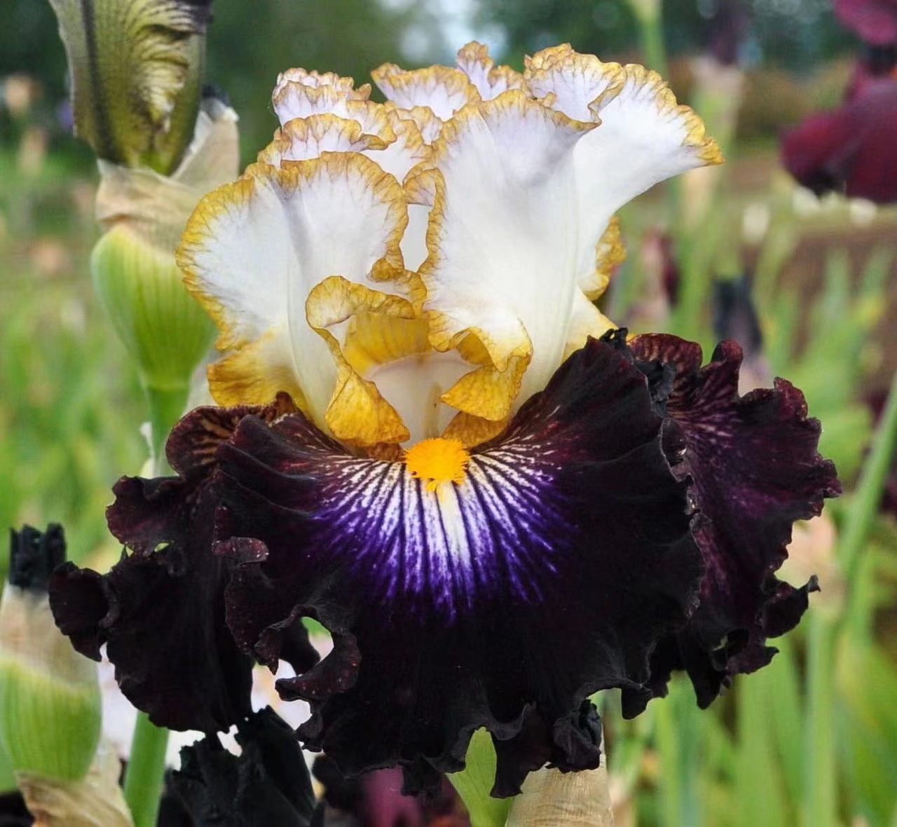 Rare Iris - Reckless Child-chloriseeds