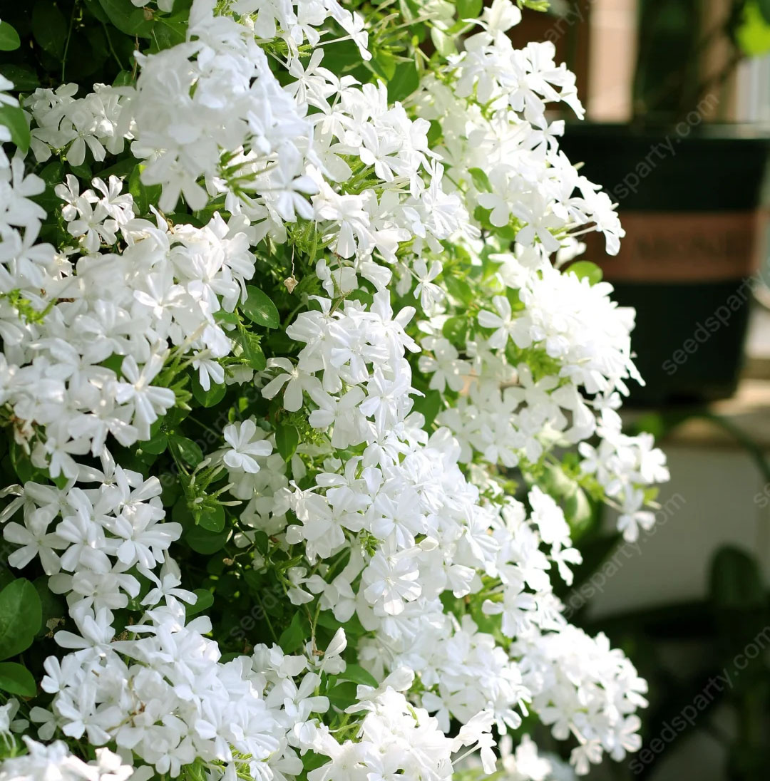 🚀Extremely discounts🌱Blue Plumbago Seeds Easy to Grow with an Extended Bloom Period