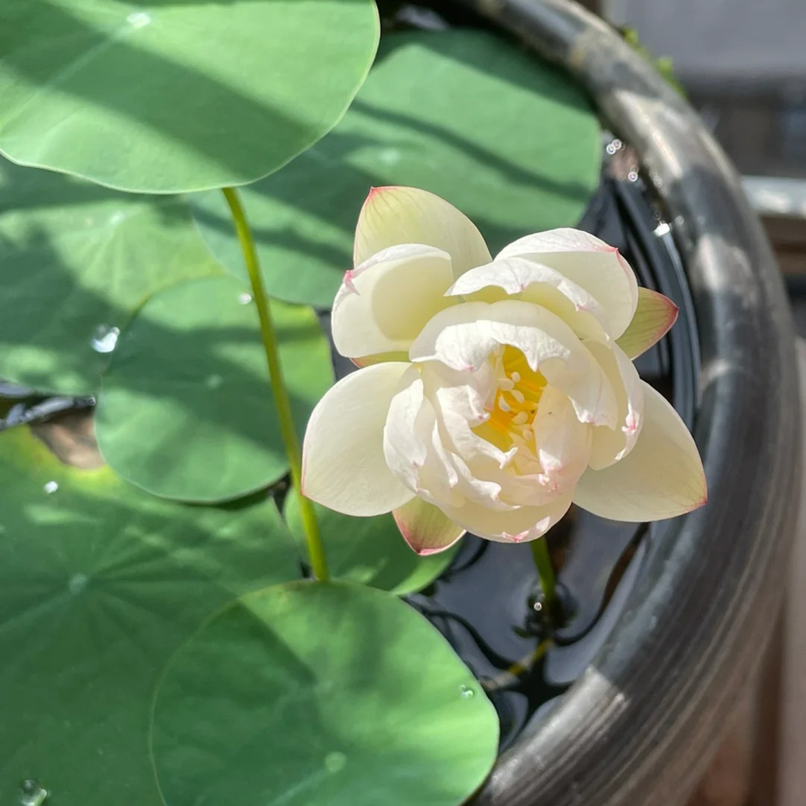 Sacred Bonsai Lotus Flower Seeds