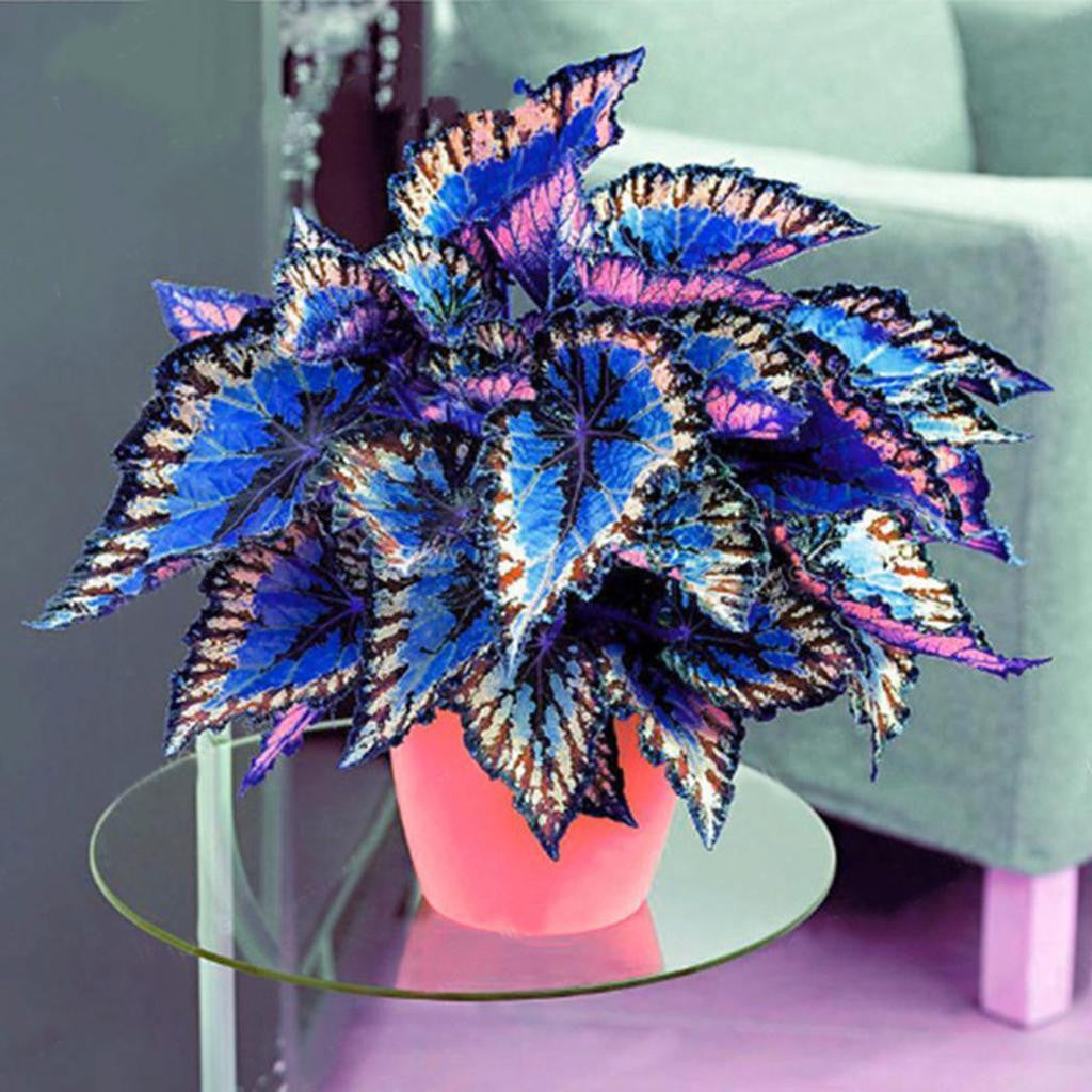 50pcs/Bag Coleus Bonsai Flower Leaf Plants Rainbow Dragon Seeds Garden