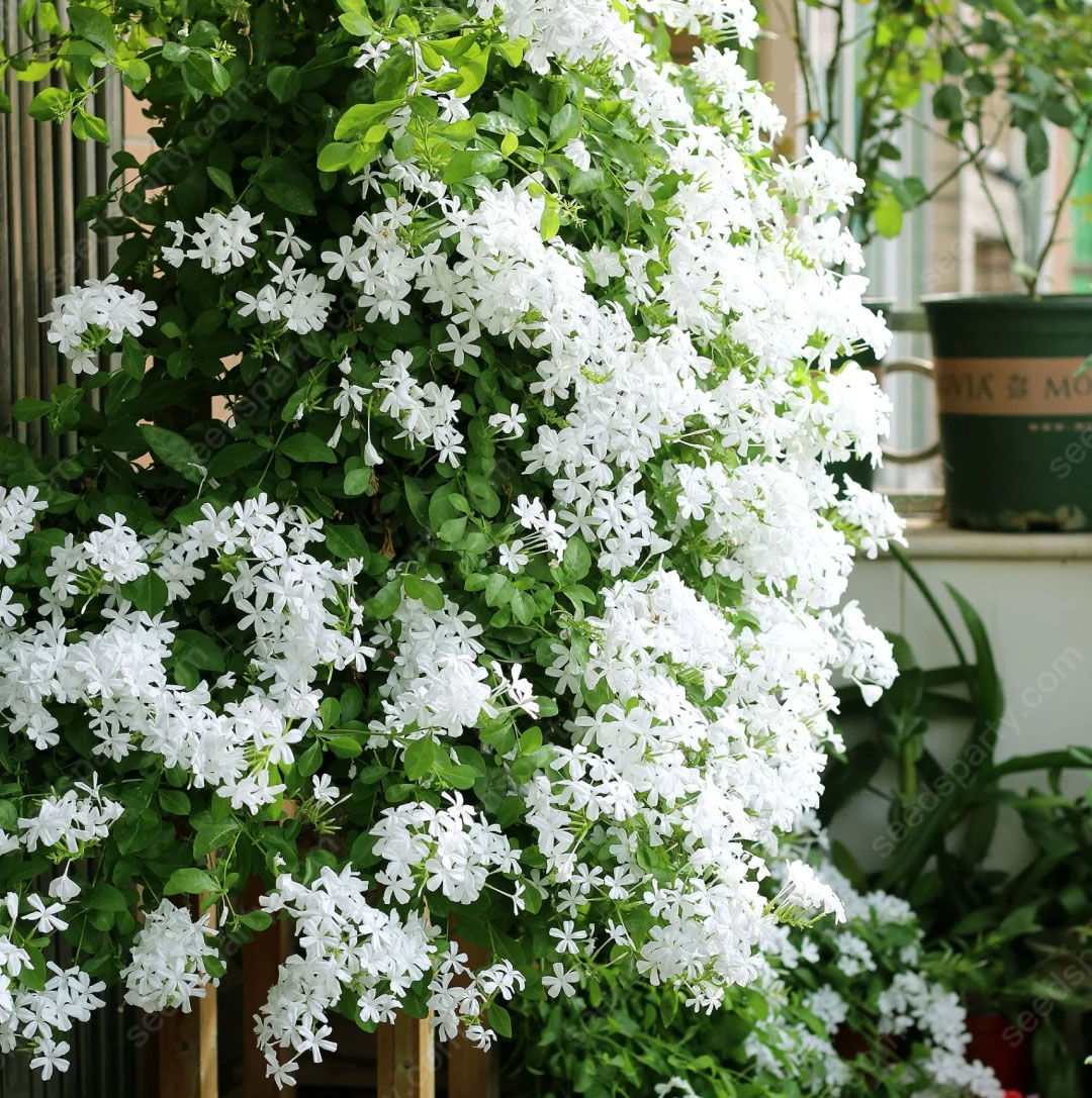 🚀Extremely discounts🌱Blue Plumbago Seeds Easy to Grow with an Extended Bloom Period