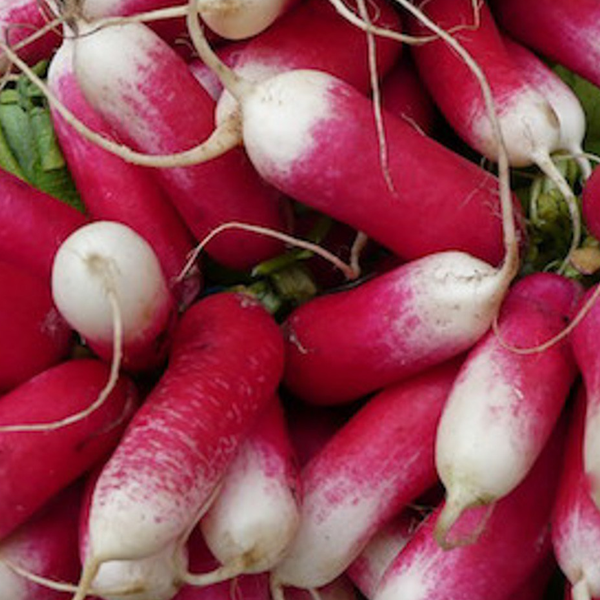 French Radish Vegetable Seeds-chloriseeds