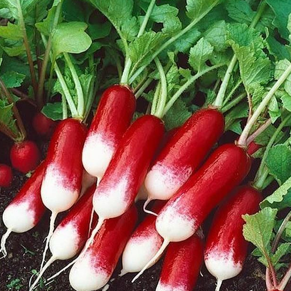 French Radish Vegetable Seeds-chloriseeds