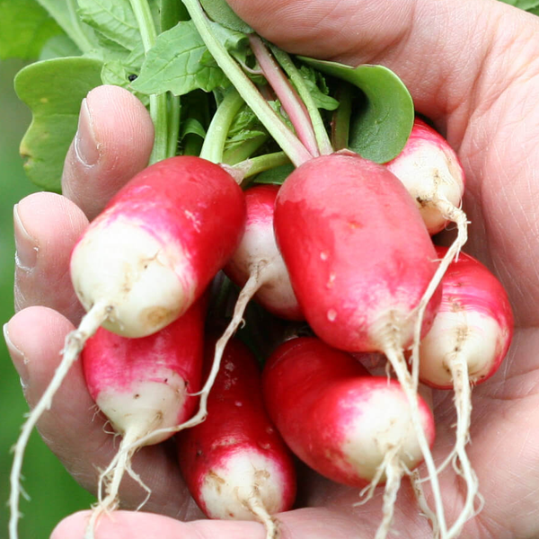 French Radish Vegetable Seeds-chloriseeds