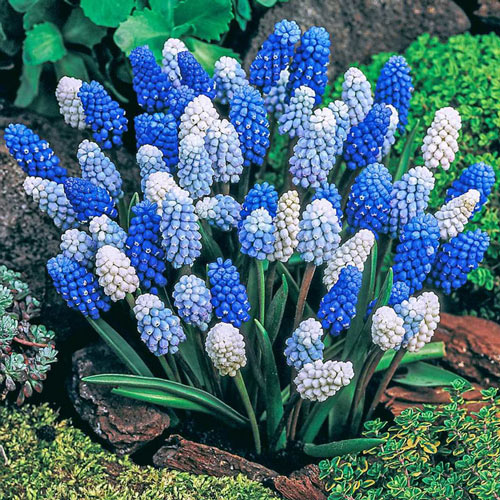 Grape Hyacinth Bulbs
