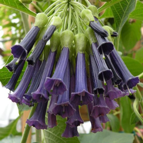 50pcs/Bag Datura Brugmansia Seeds Potted Bonsai Trumpets Angel Flower Seeds