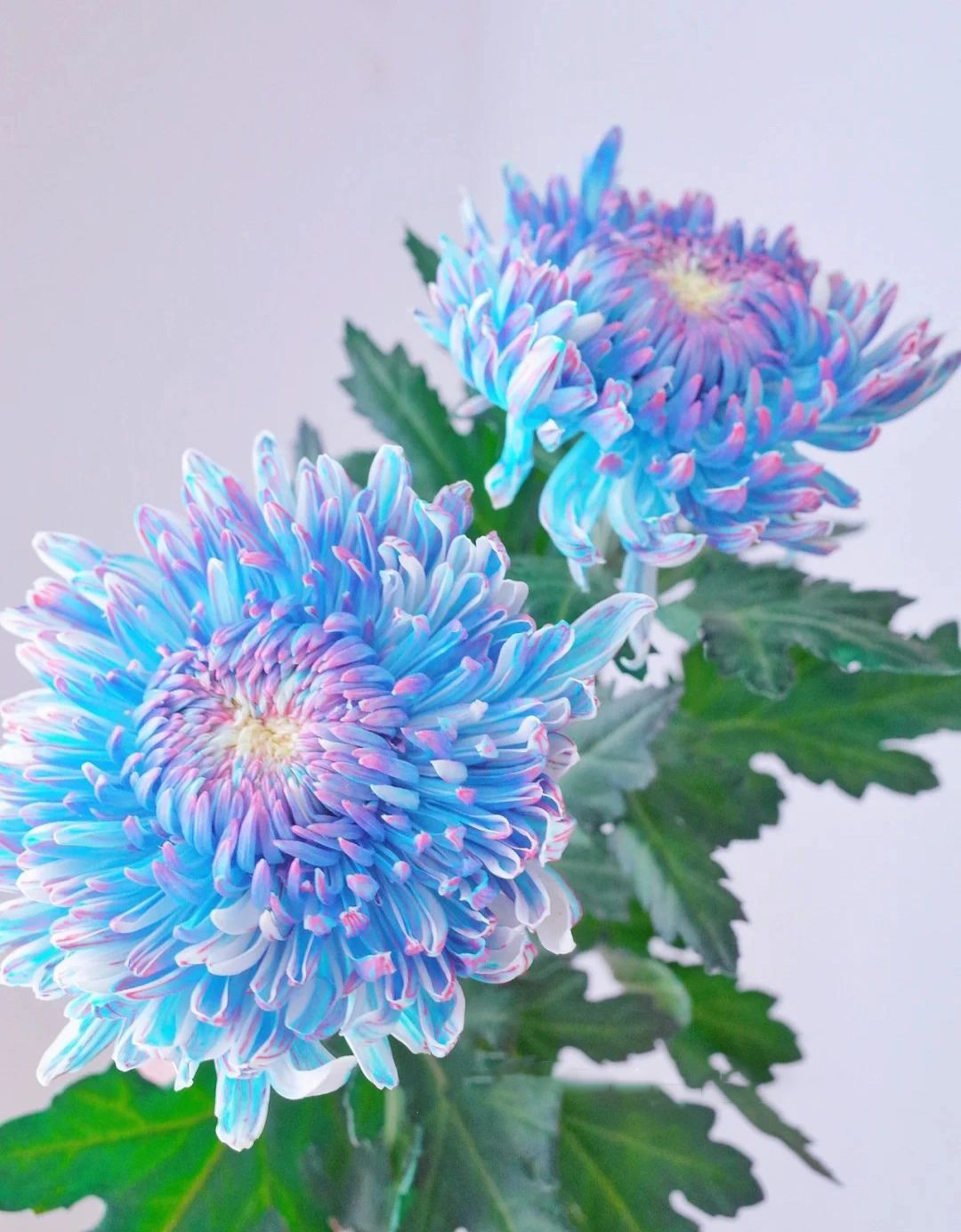 Starry Sky Peony Chrysanthemum Seeds-chloriseeds