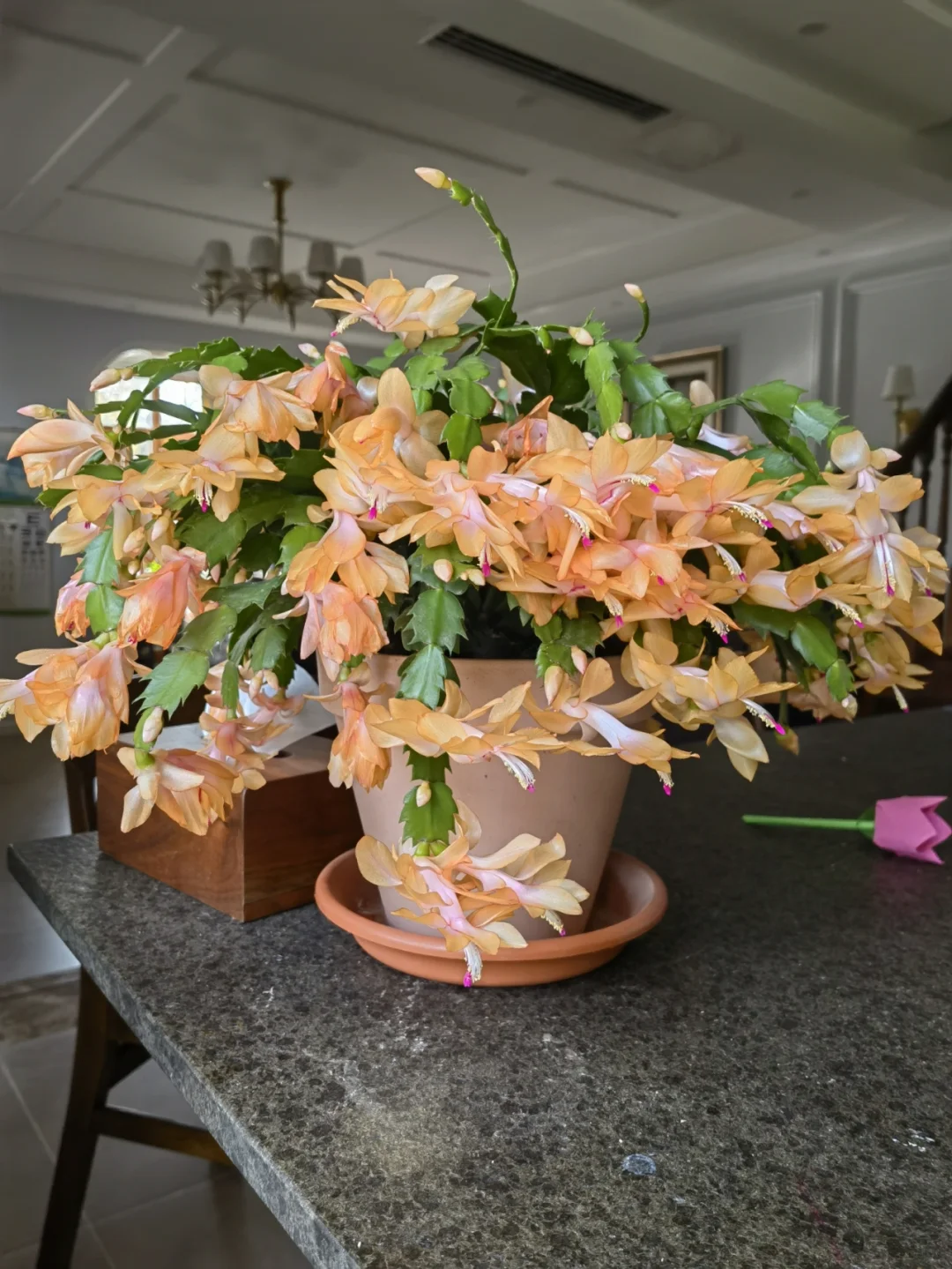 Crab Claw Orchid - The Icing On The Cake