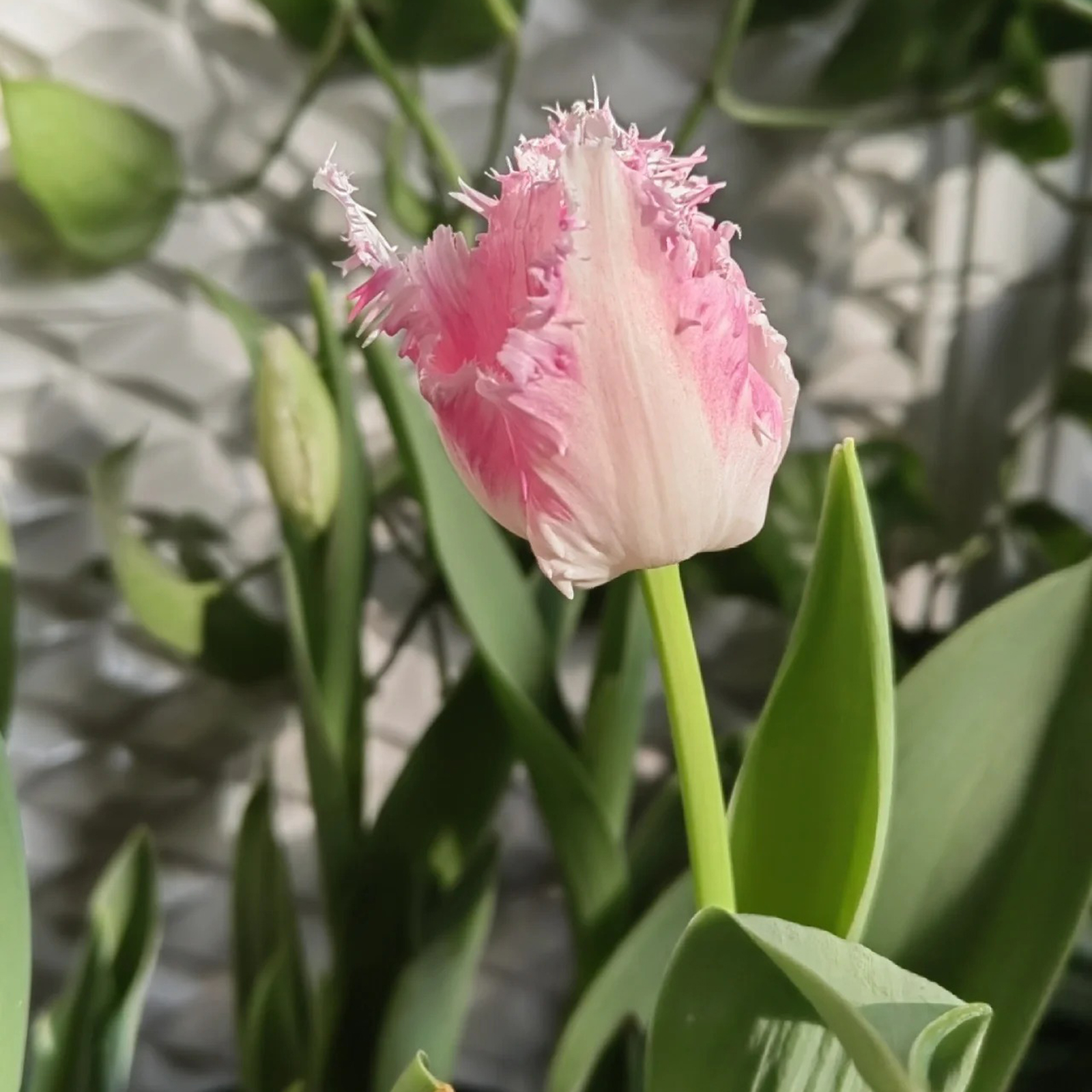 2024NEW🌷Frill Tulip seeds