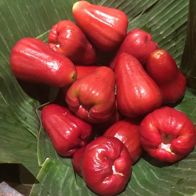 Four-Season Wax Apple Seeds