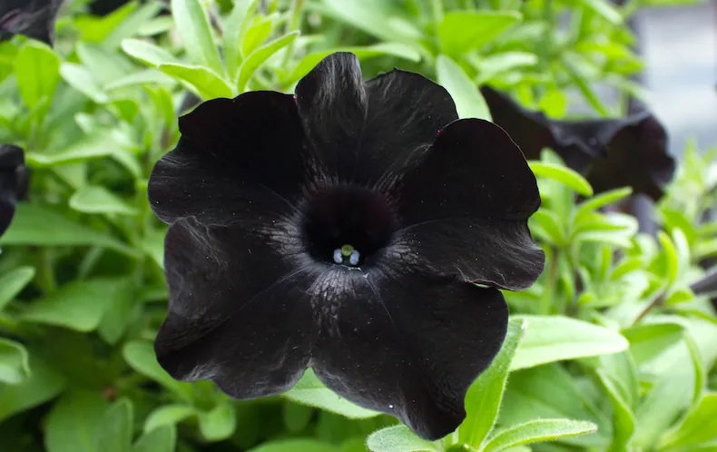 Black Petunia Seeds