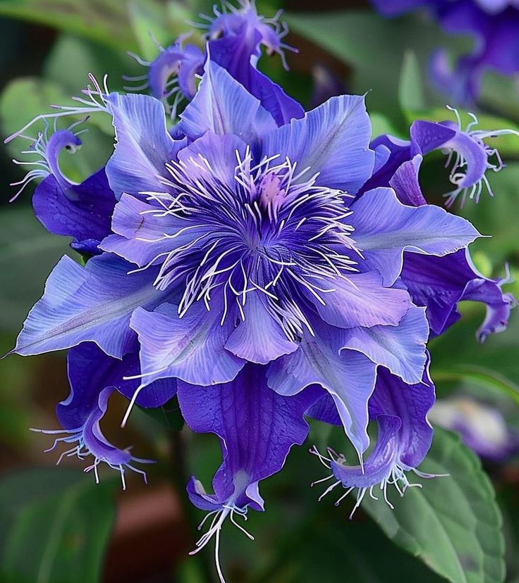 🌺 Beautiful Passionflower Seeds 🌿