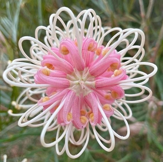 Grevillea