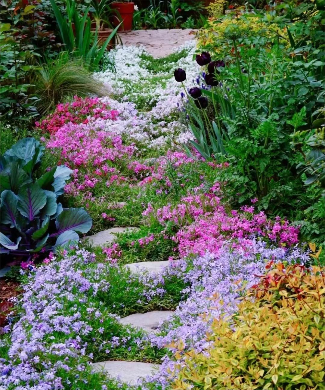 Creeping Phlox:Ground Cherry Blossoms
