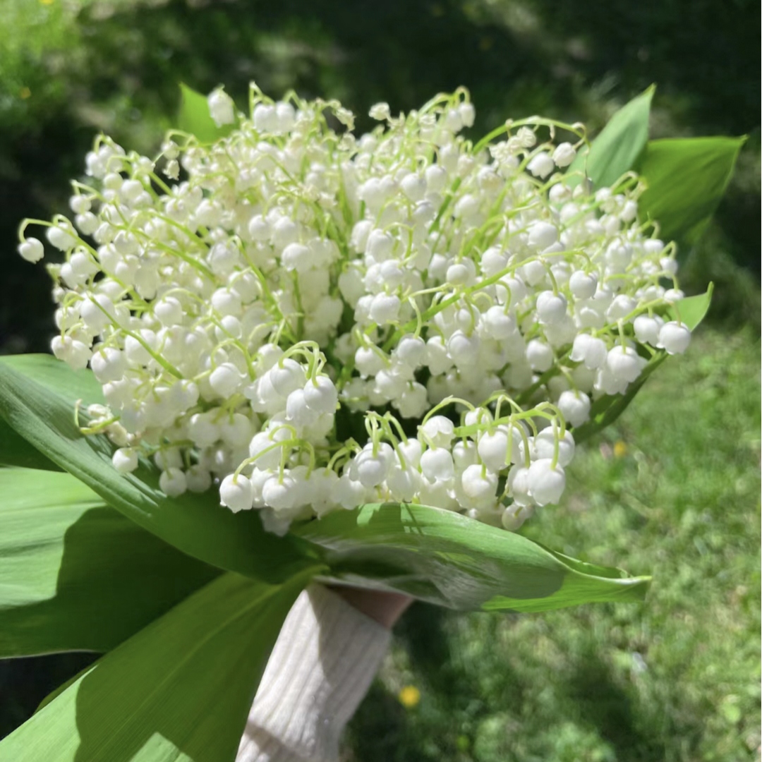💐Lily of the Valley - Happiness Arrives