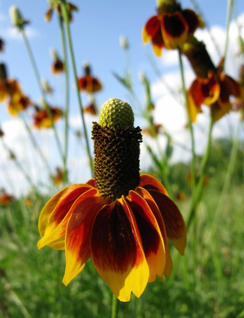 Ratibida columnifera | Mexican Hats | Grey Headed Coneflower
