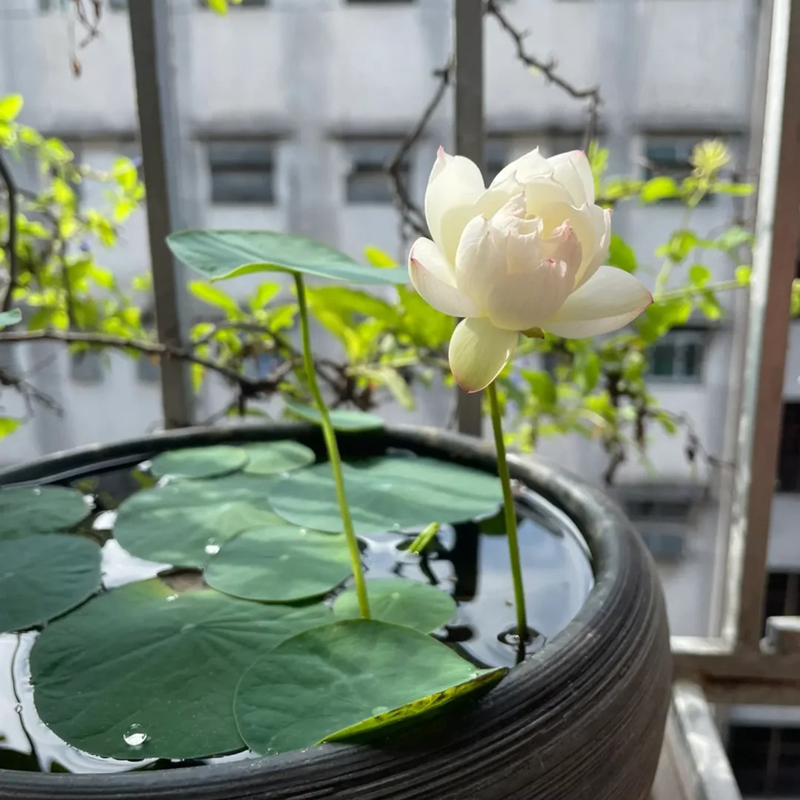 Sacred Bonsai Lotus Flower Seeds