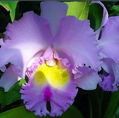 Orchids Cattleya Flower Seeds Rare 9 Kinds Home Plant Perennial Bonsai-chloriseeds