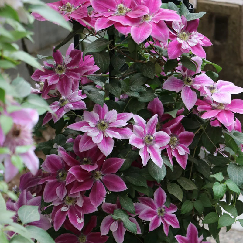 Mixed-Color Climbing Clematis Flower